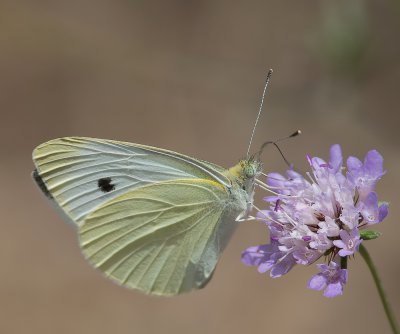 kleiner Kohlweissling_2011_3.jpg
