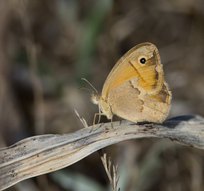 kleines Ochsenauge_2011.jpg