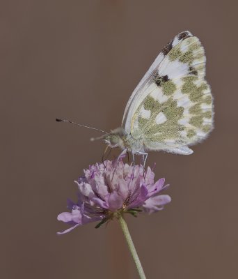 südl Resedafalter_2011.jpg