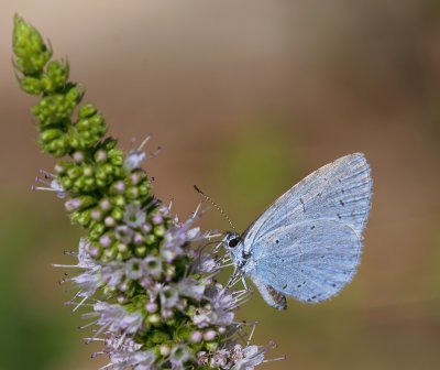 Faulbaum-Bläuling_2011.jpg