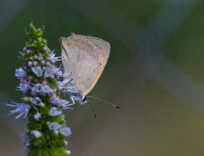 kleiner Feuerfalter_2011_3.jpg kleiner Feuerfalter_2011_3.jpg