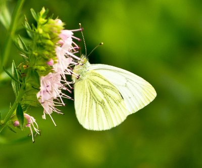 Compressed_0016.jpg Compressed_0016.jpg