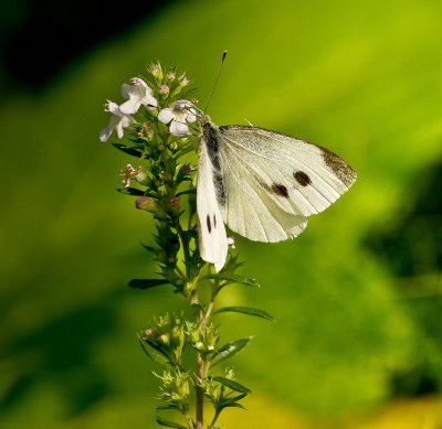 Compressed_0032.jpg Compressed_0032.jpg