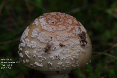 pilz.JPG
