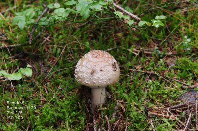pilz-2.JPG