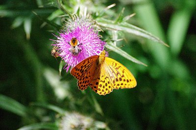 schmett.JPG schmett.JPG