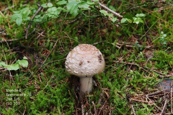 pilz-2.webp