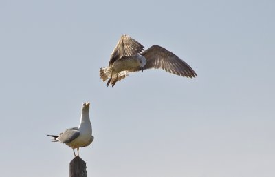 Hau ab!.jpg Hau ab!.jpg