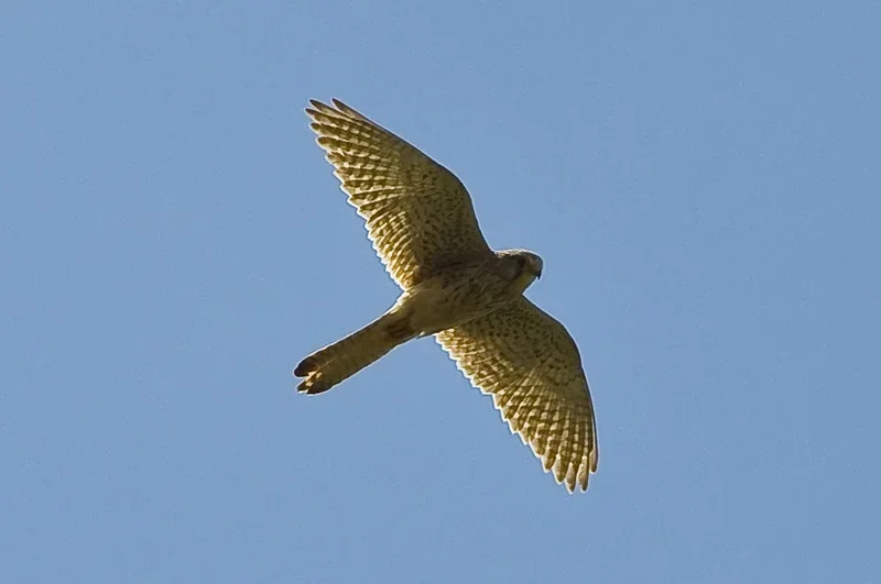 comp_Sperber_crop.webp