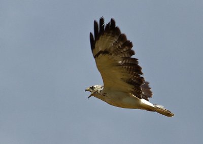 Weisser_Bussard.jpg Weisser_Bussard.jpg