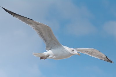 PENTAX K-7 1-1000 Sek. bei f - 10 ISO 400 200 mm Möve 101003.jpg