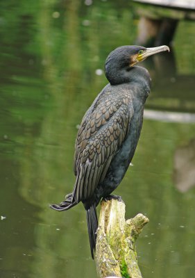 comp_kormoran.jpg