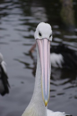 comp_IMGP4112.jpg
