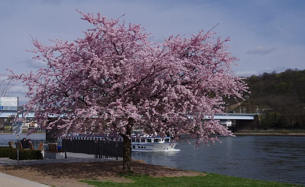 IMGP2732a.webp