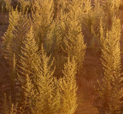 Orange_3.jpg Orange_3.jpg