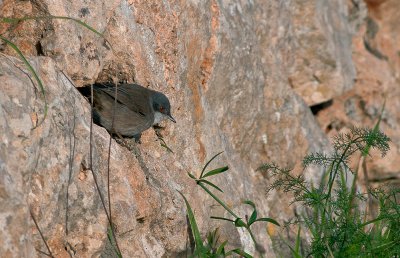 Sardengrasmücke - Sylvia sarda.jpg