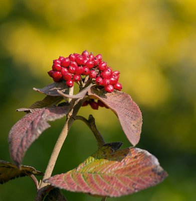 K_5_2508_100 mm_ISO 160_1-1000 Sek. bei f - 3,5.jpg