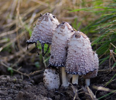 K_5_2483_100 mm_ISO 250_1-500 Sek. bei f - 2,8.jpg