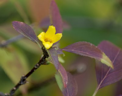 K_5_2292_135 mm_ISO 250_1-200 Sek. bei f - 3,5.jpg