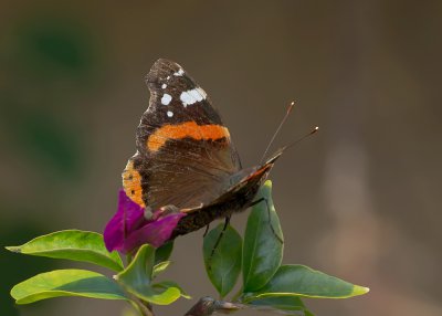 Admiral_20111109.JPG