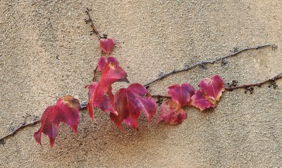 ultimo imagen de otoño.JPG