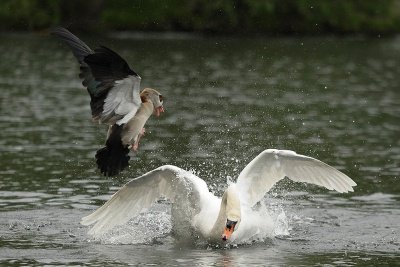 (c)MFocks05-16Schwan_Nilgans076.jpg (c)MFocks05-16Schwan_Nilgans076.jpg