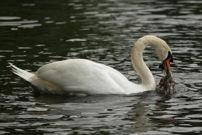 (c)MFocks05-16Schwan_Nilgans097.jpg (c)MFocks05-16Schwan_Nilgans097.jpg