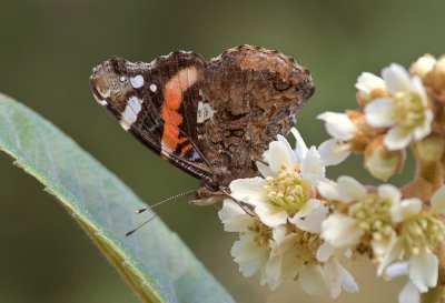 Admiral_20111124.JPG