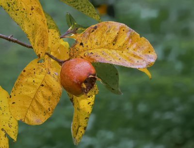 Herbst_20111211.JPG