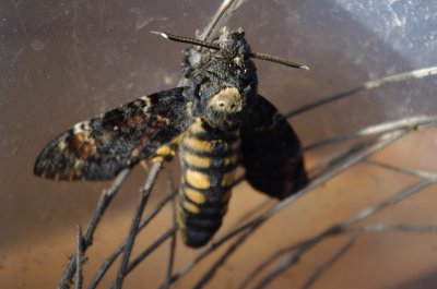 totenkopfschwaermer 9080.jpg