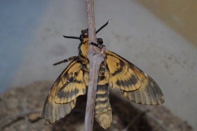 totenkopfschwaermer 9084.jpg