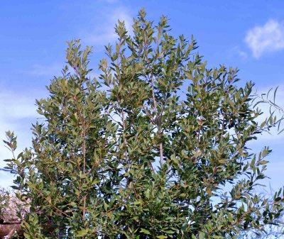 Test M-50mm_20120112.JPG