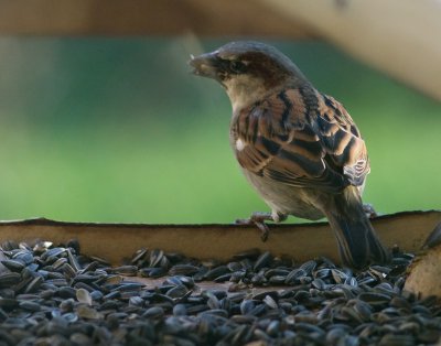 pi_K7IM3705.jpg pi_K7IM3705.jpg