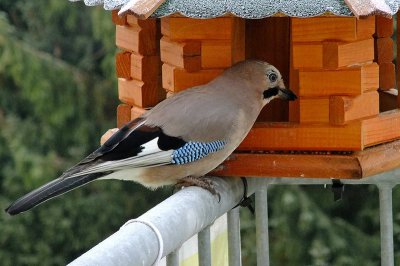 Bild_0095.jpg Bild_0095.jpg