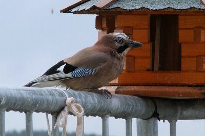 Bild_0097.jpg Bild_0097.jpg