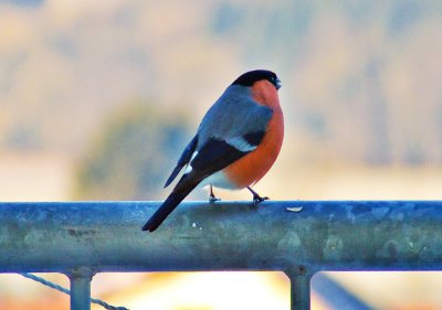 Bild_0101.jpg Bild_0101.jpg