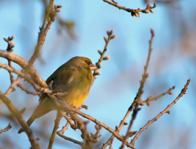 Spatz1_20120117.JPG Spatz1_20120117.JPG