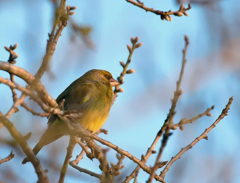 Spatz1_20120117.webp
