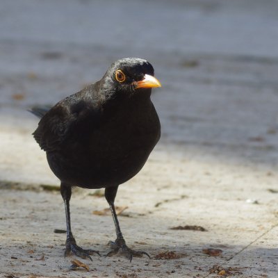 K5119032c.jpg K5119032c.jpg