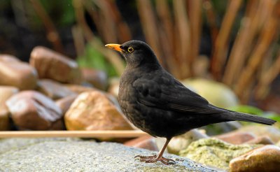 20120120-IMGP3537.jpg 20120120-IMGP3537.jpg