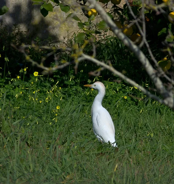 Kuhreiher_20120124.webp