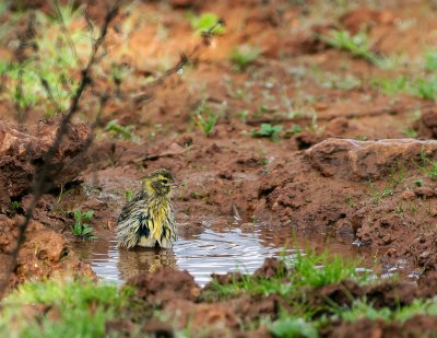 Badeinsel Mallorca.jpg