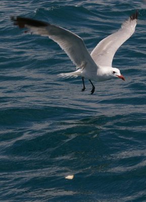 moewen 0089 klein.jpg