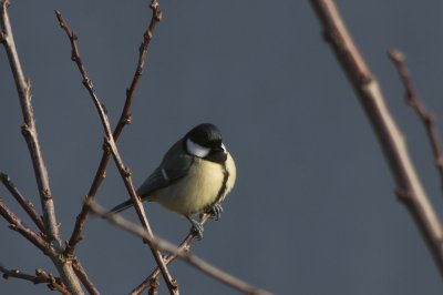 2012-01-31_11.09.08_IMGP0692_pf.jpg 2012-01-31_11.09.08_IMGP0692_pf.jpg