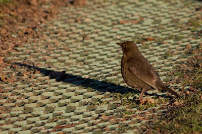 2012-02-01_16.07.42_IMGP0738_pf.jpg 2012-02-01_16.07.42_IMGP0738_pf.jpg