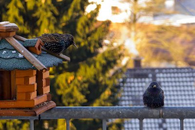 comp_IMGP2521 Kopie.jpg