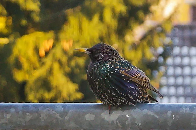comp_IMGP2522 Kopie_crop.webp comp_IMGP2522 Kopie_crop.webp