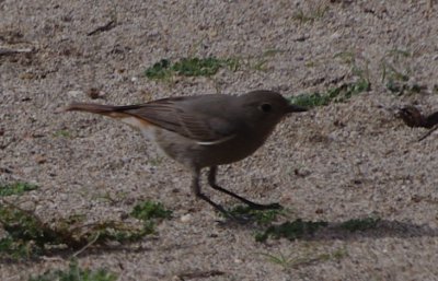 hausrotschwanz phoenicurus ochruros 9596.jpg