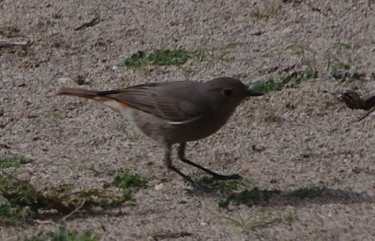 hausrotschwanz phoenicurus ochruros 9596.webp hausrotschwanz phoenicurus ochruros 9596.webp