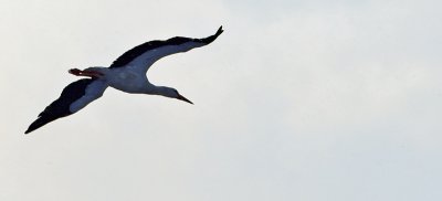 IMGP0022-2-1.jpg